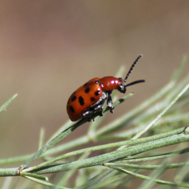 Crioceris duodecimpunctata